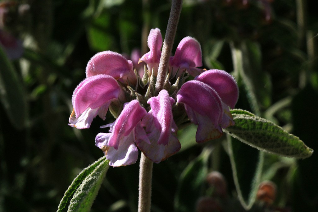 Purple phlomis = Jerusalem Sage