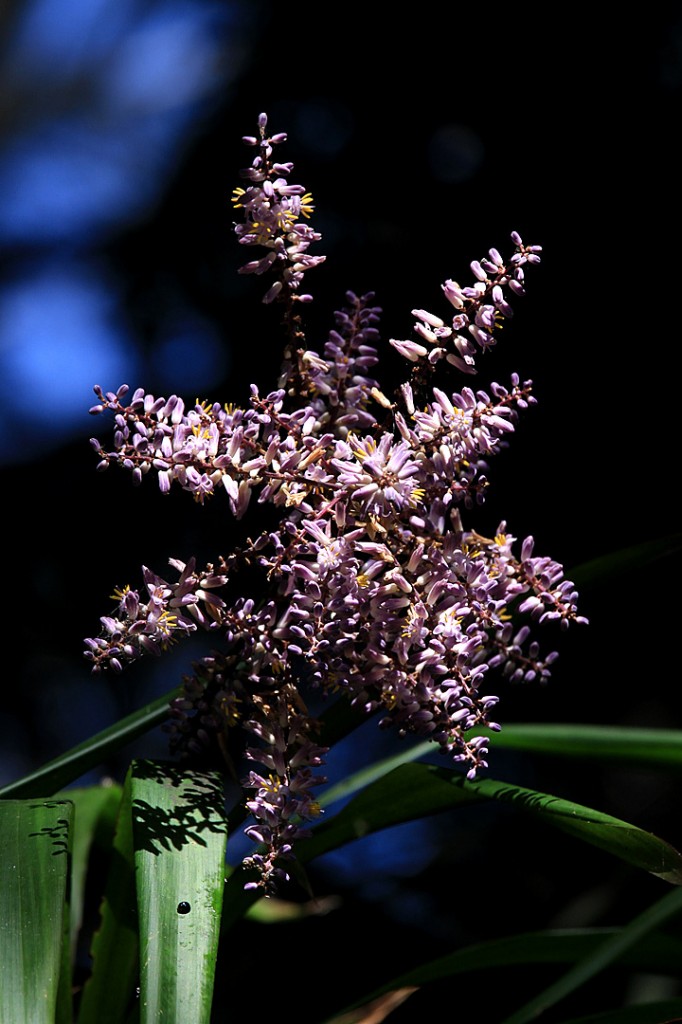 Parkinsonia x 'Desert Museum'