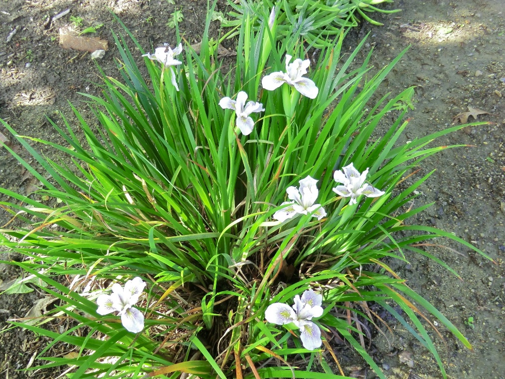 Douglas Iris