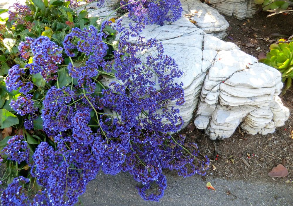 Sea Lavender