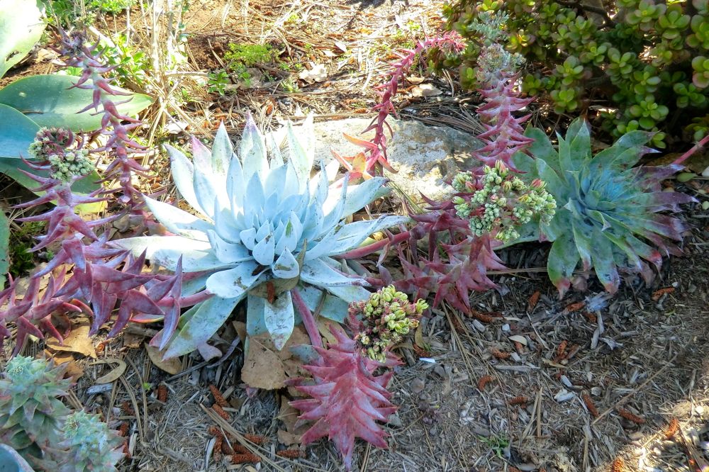 Giant chalk dudleya