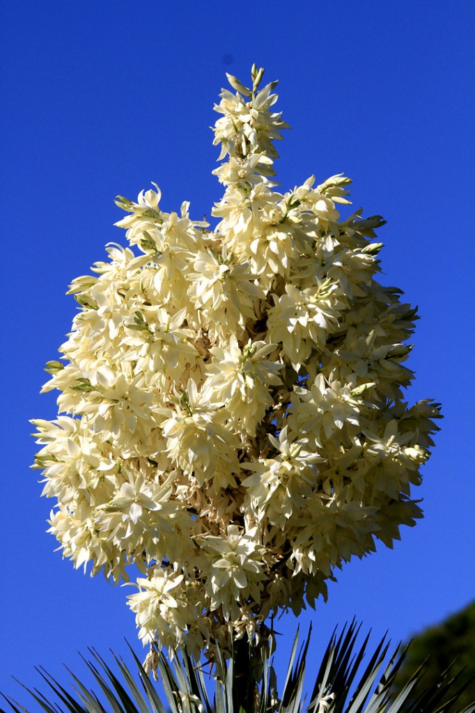 Beaked yucca