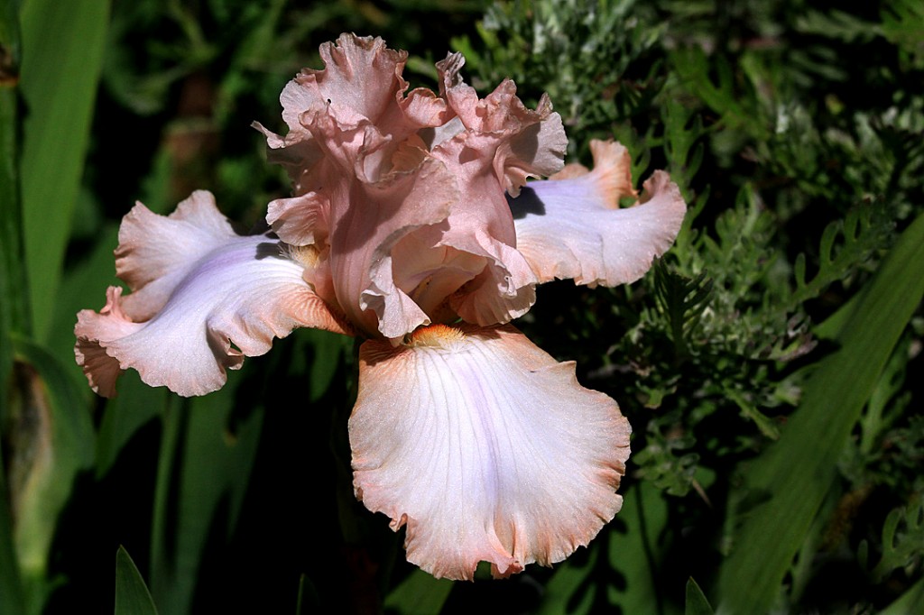 Iris - peach