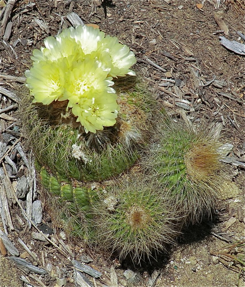 Parodia, Schumann's