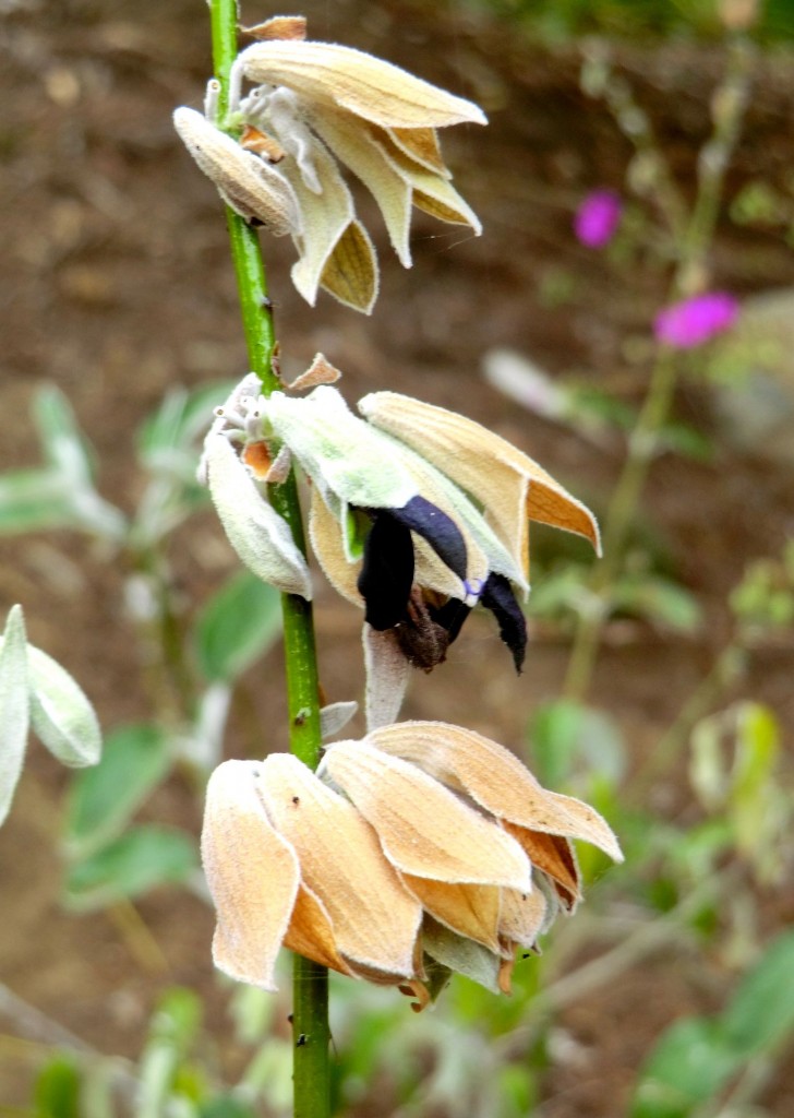 Andean silver-leaf sage