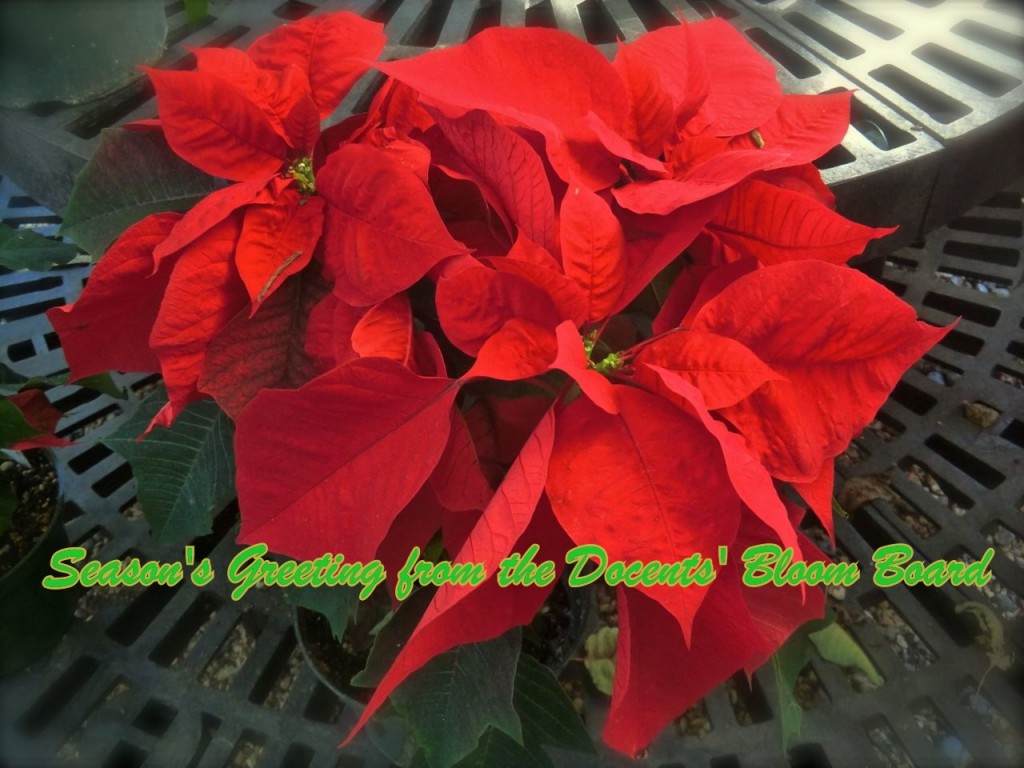 Poinsettia	