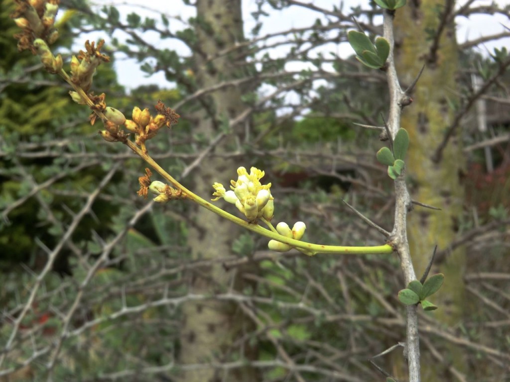 Boojum tree	