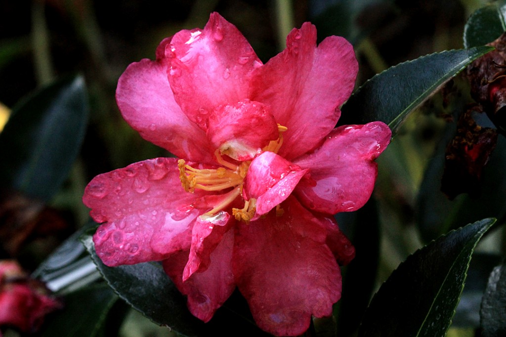 Camellia - flower	