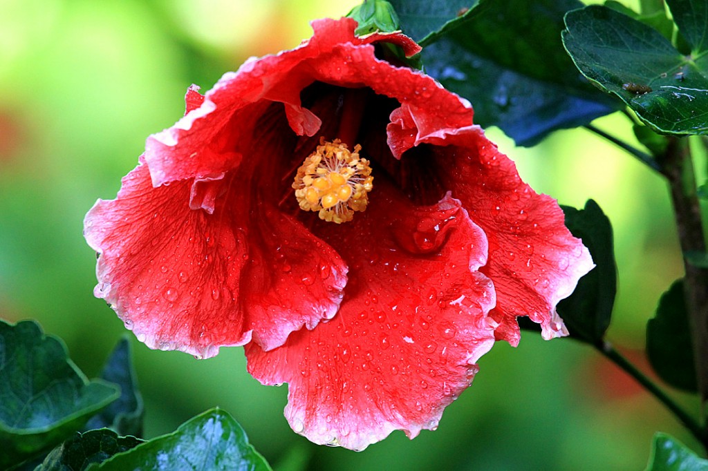 Hibiscus hybrid	