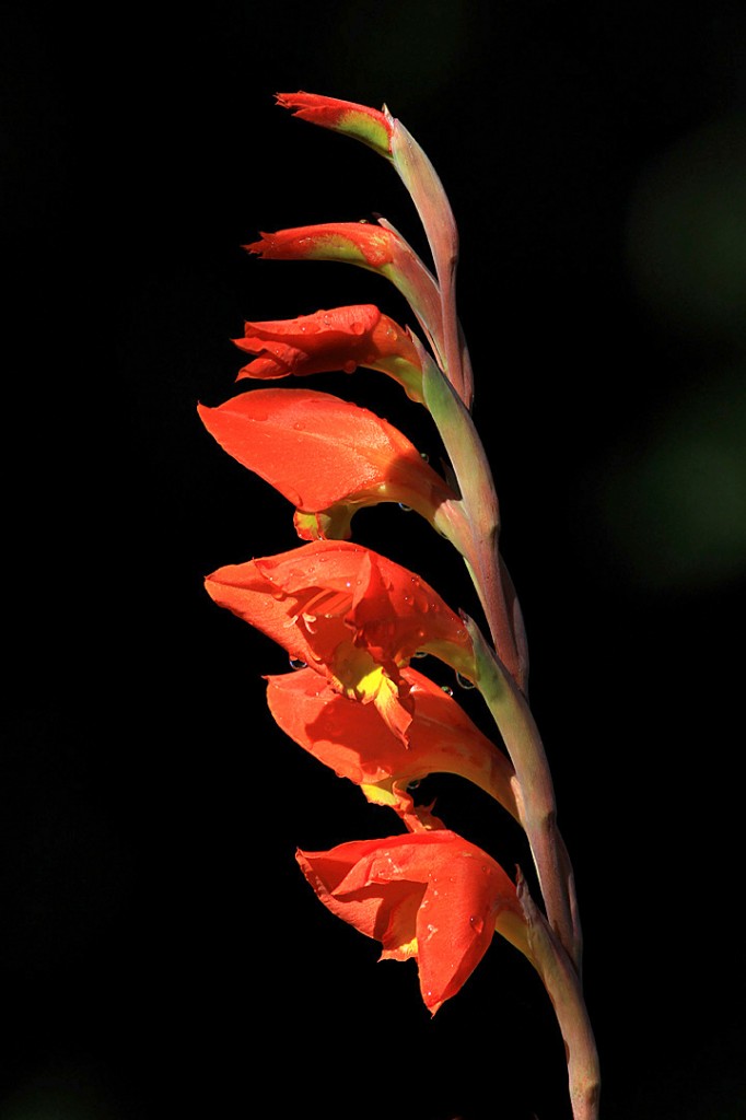 Thanksgiving gladiolus	