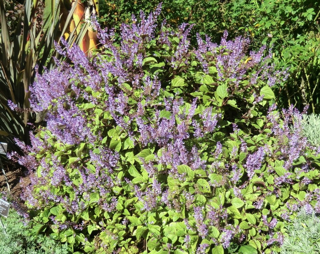 Plectranthus	