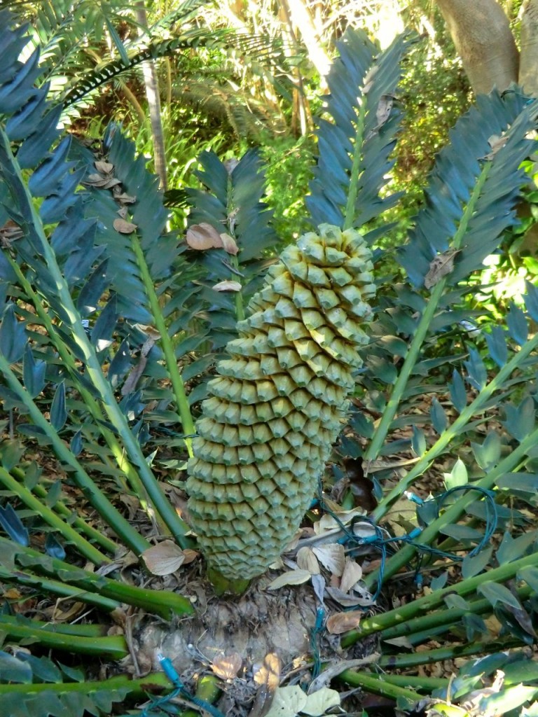Encephalartos arenarius