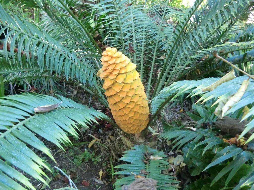 Encephalartos villosus female	