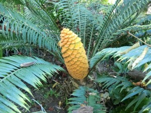 Poor man's cycad