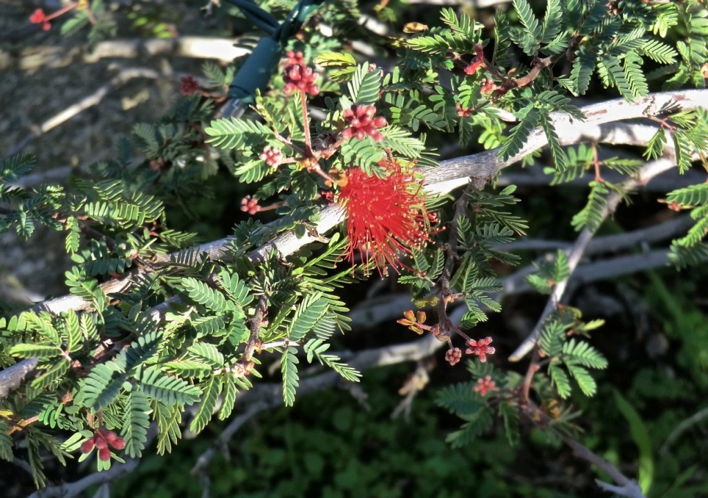 Calliandra californica	