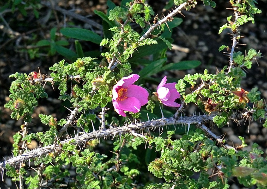 Rosa minutifolia	