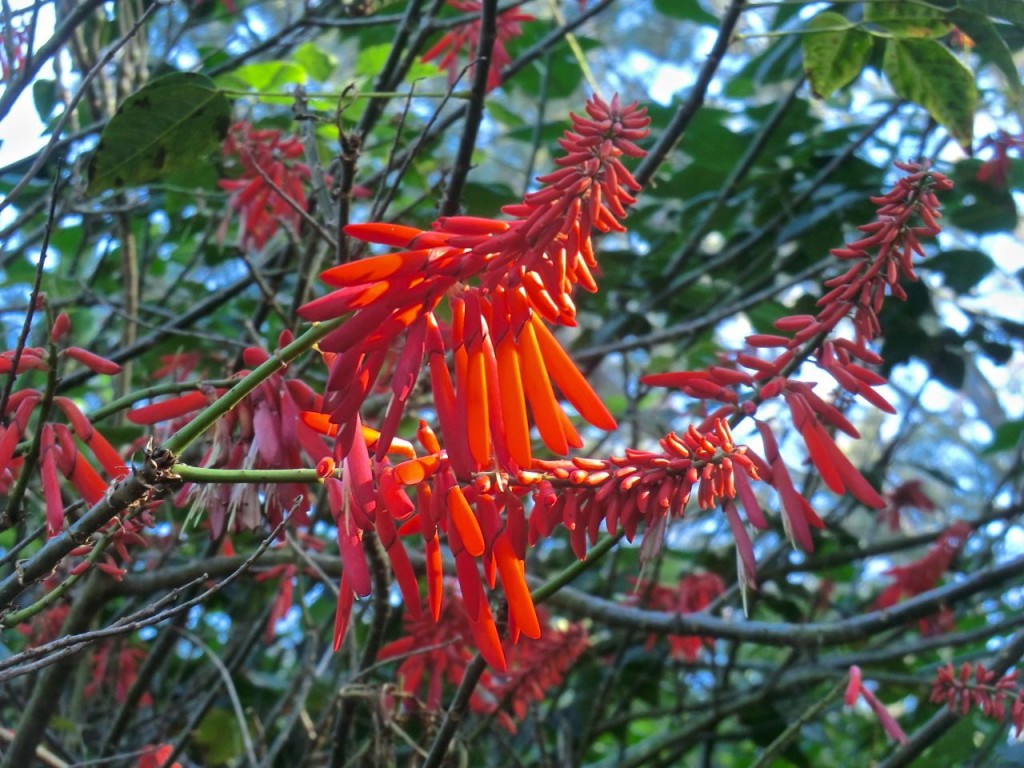 Erythrina mexicana	