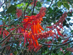 Mexican coral tree = Pito