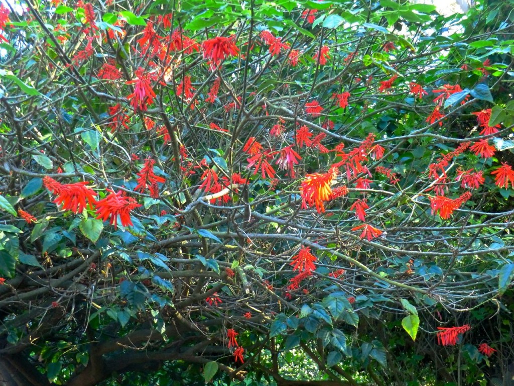 Erythrina mexicana	