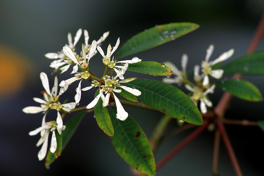 Euphorbia leucocephala