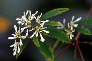Whitelace Euphorbia = Pascuita