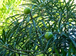 Giant Thevetia