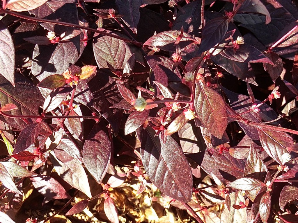 Alternanthera dentata