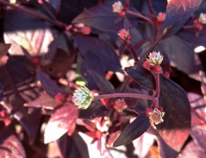 Joyweed