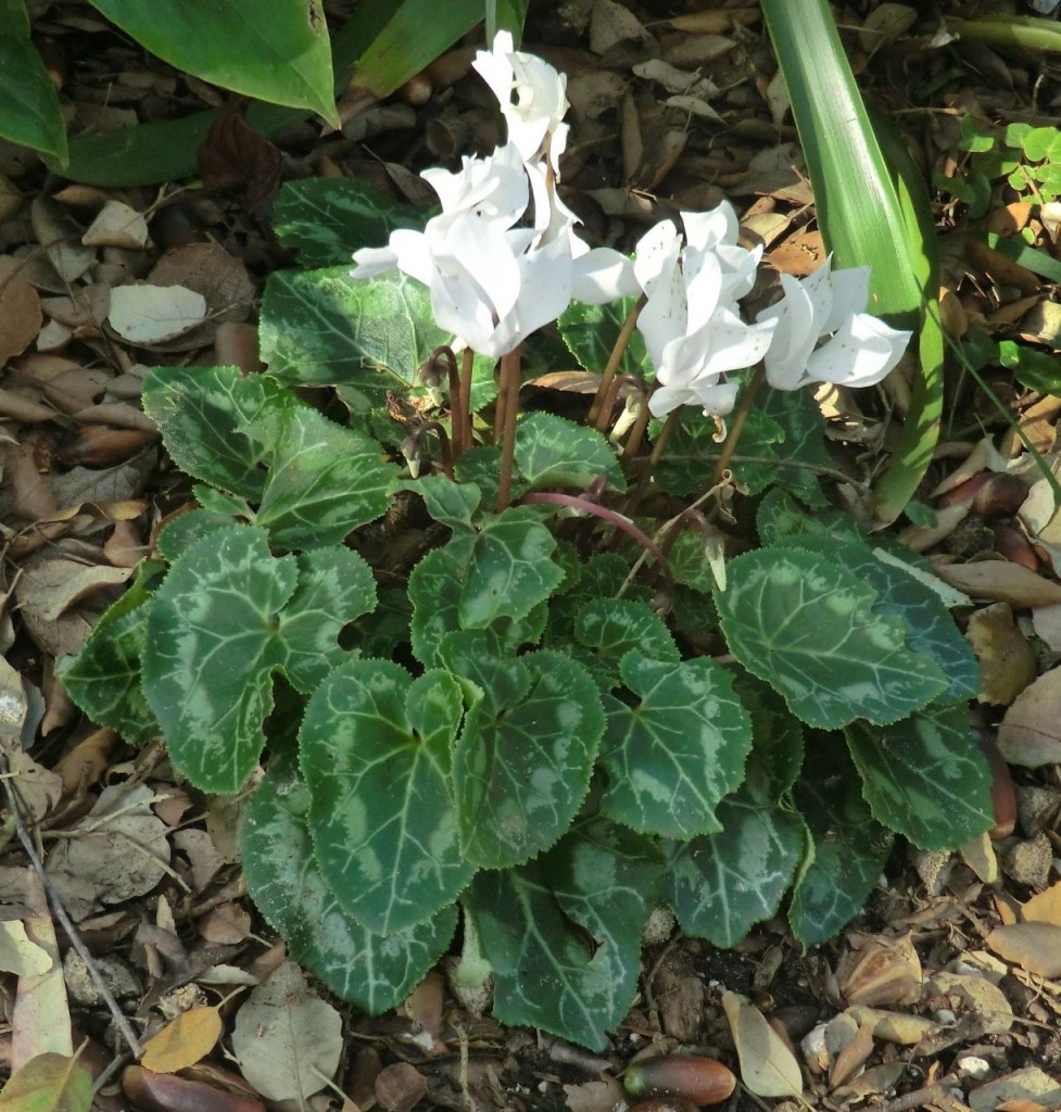 Cyclamen sp.