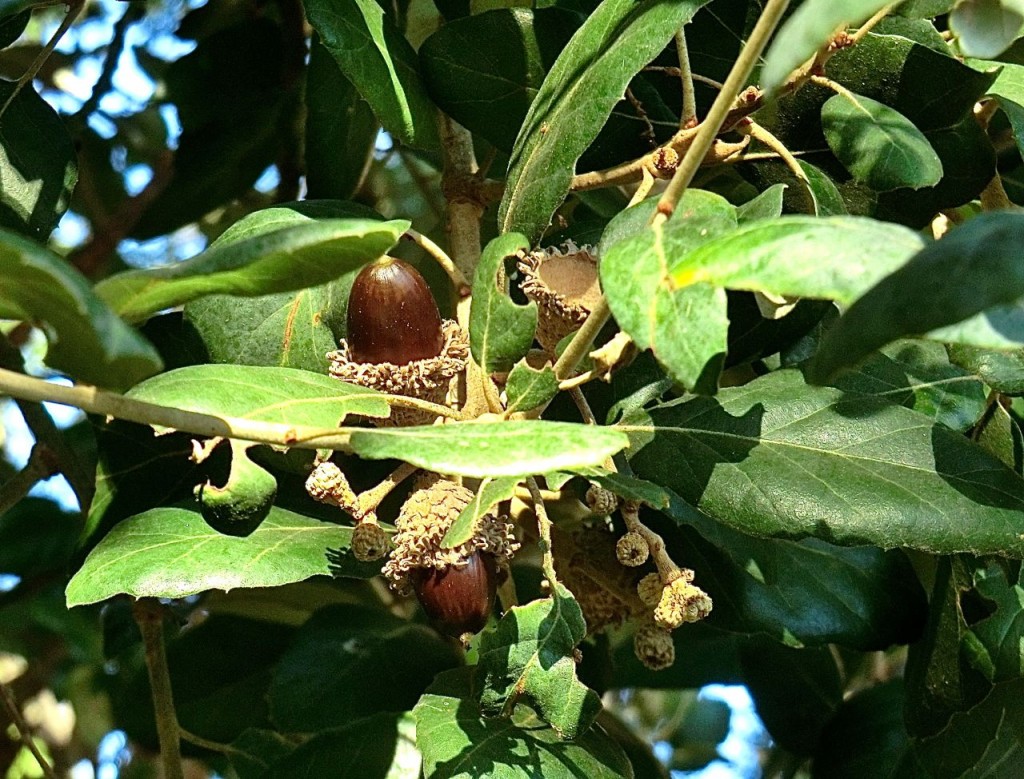 Quercus suber	