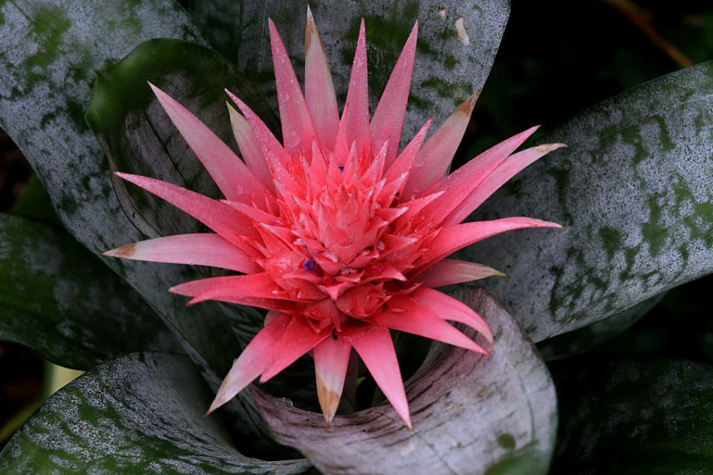 Aechmea fasciata	