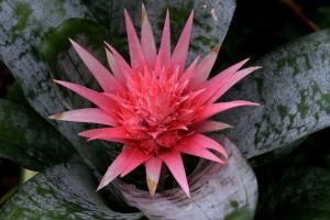 Urn plant = Aechmea