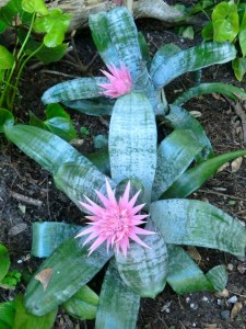 Urn plant = Aechmea