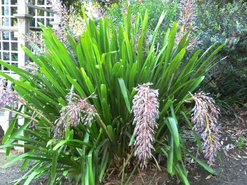 Portea petropolitana	