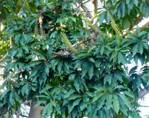 Schefflera