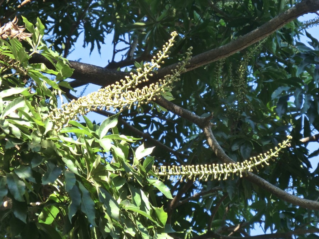 Schefflera sp.
