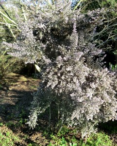Christmas heather - Heath