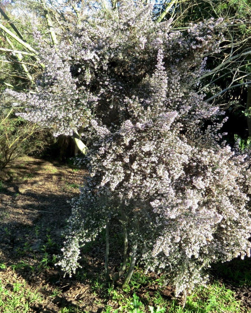 Erica canaliculata 'Rosea'	