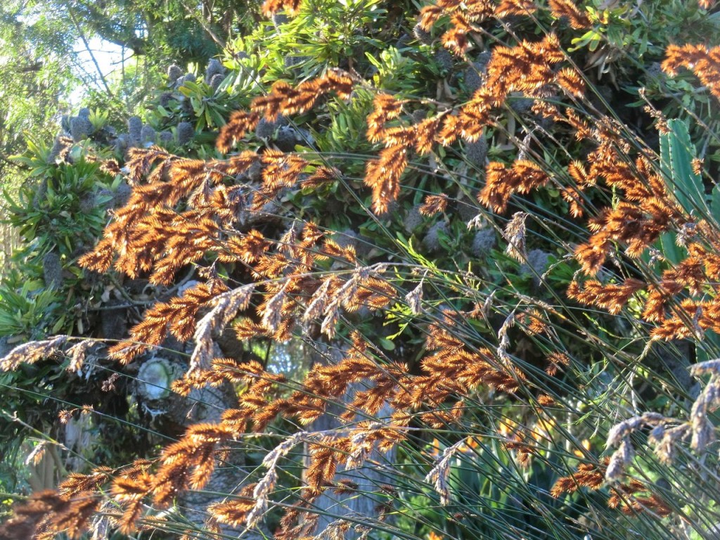 Restio multiflorus	