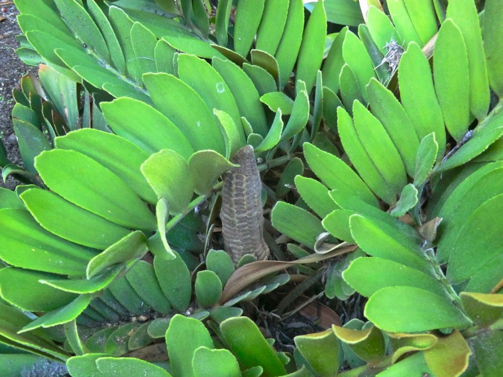 Zamia furfuracea (cone)
