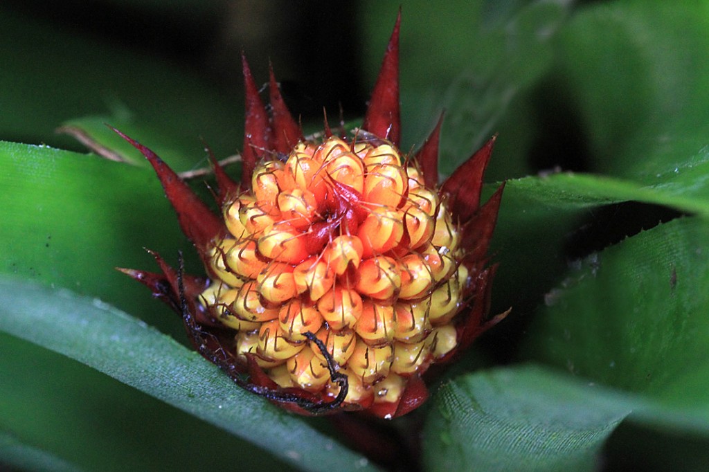 Aechmea calyculata	