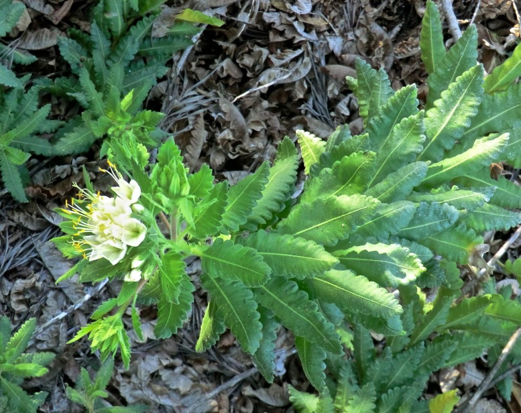 Cantua quercifolia	
