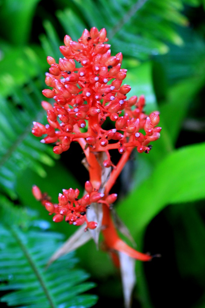 Aechmea fulgens	