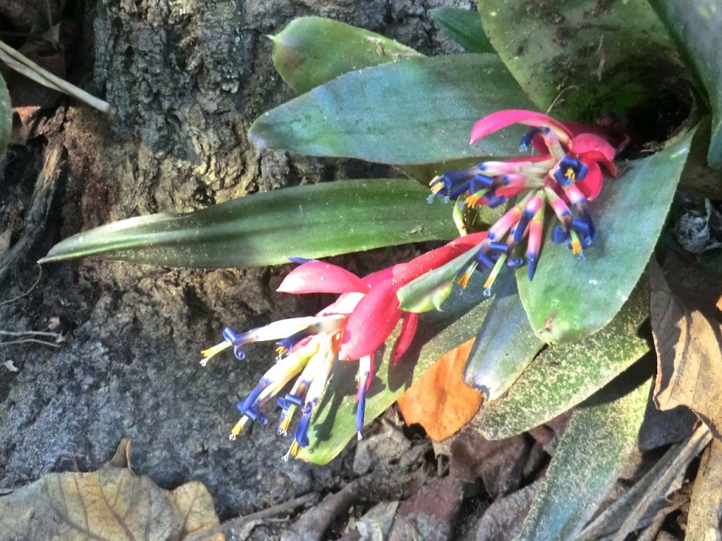 Bromeliaceae 0113a