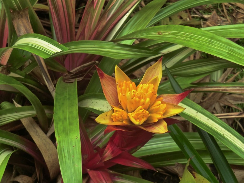 Bromeliaceae 0113b	