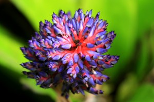 Bromeliad Portea ?