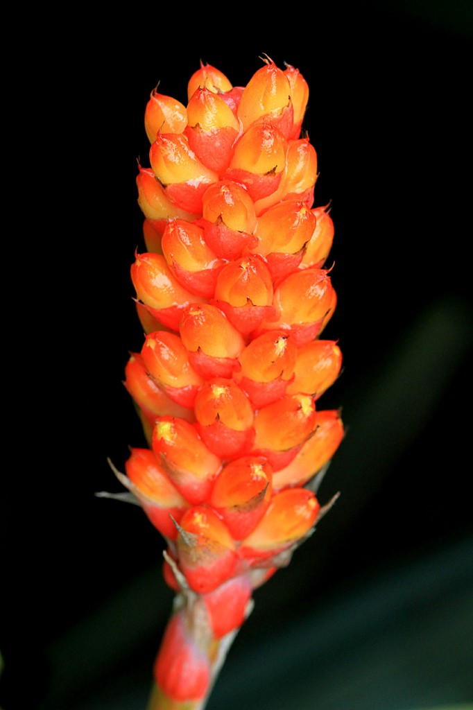 Bromeliaceae 0113c	