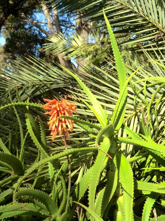 Aloe - Ethiopian (plant)	