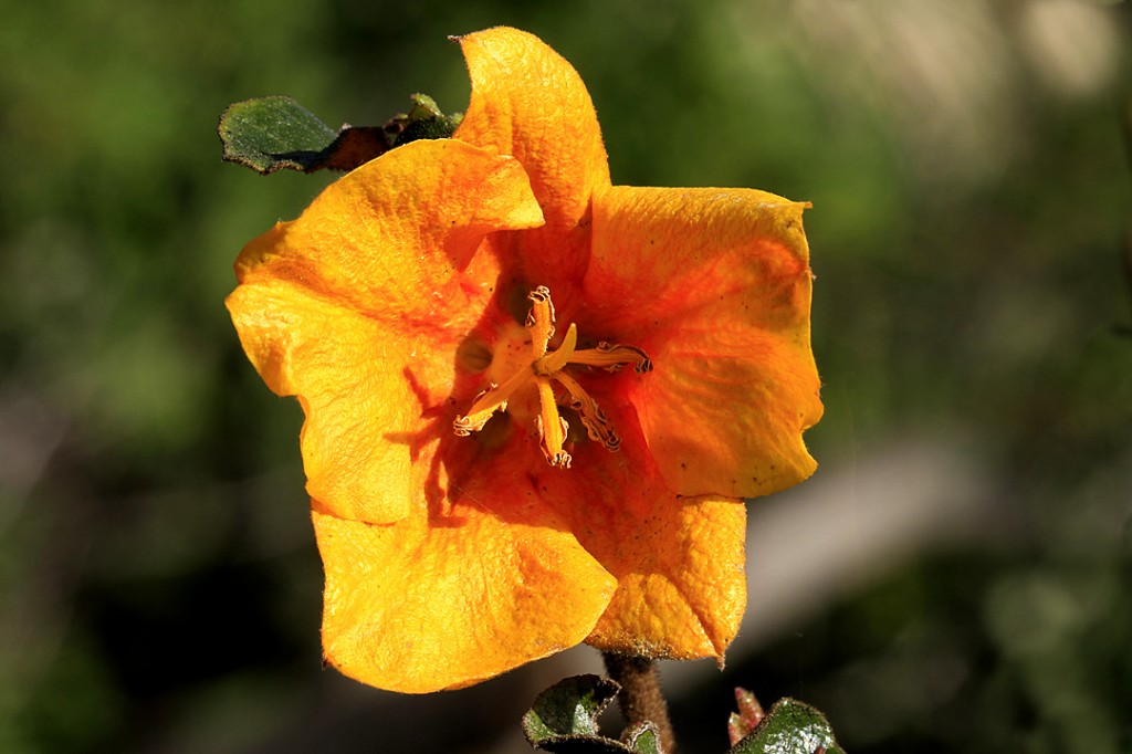 Flannelbush - Mexican (flower)	