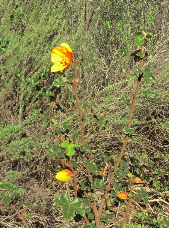 Flannelbush - Mexican (plant)	